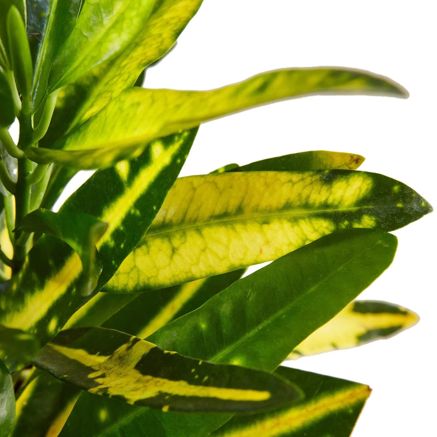 Croton Sunny Star Live Houseplant