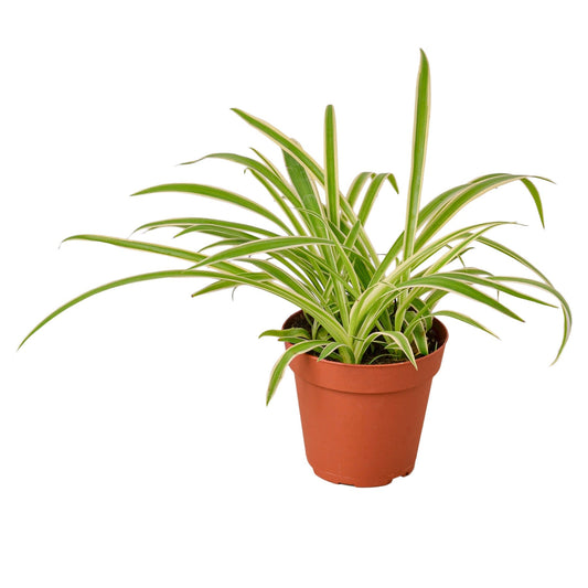 Reverse Spider Plant Live Houseplant – 4 Inch Pot