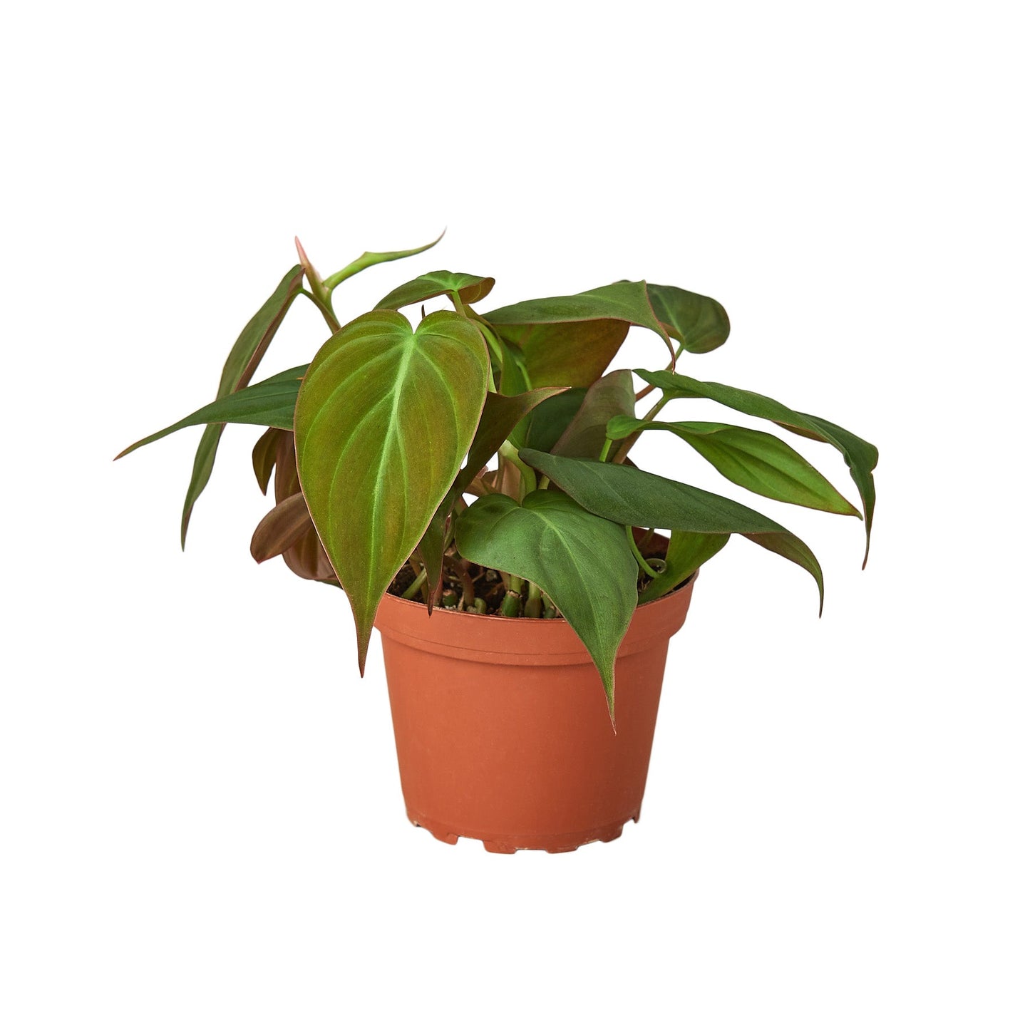 Philodendron Micans Live Plant – Velvet Heartleaf
