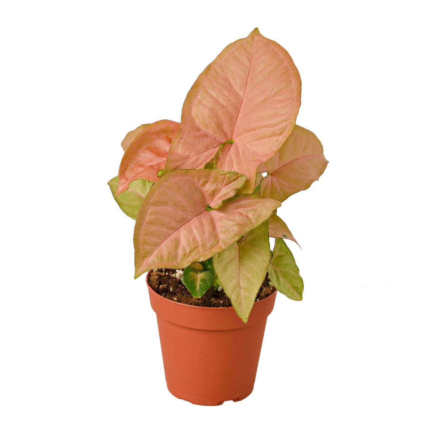 Syngonium Strawberry - 4"
