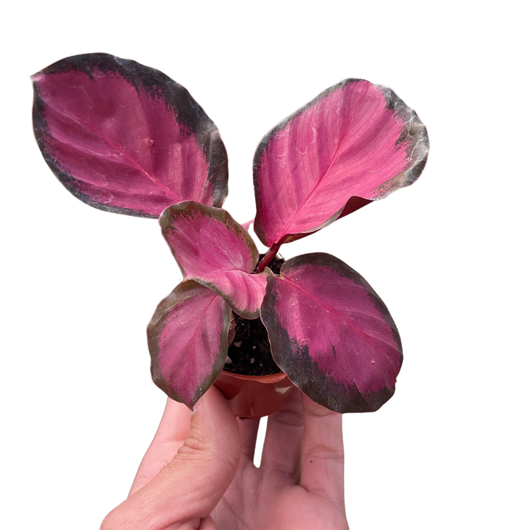 Purple Rose Calathea Live Prayer Plant