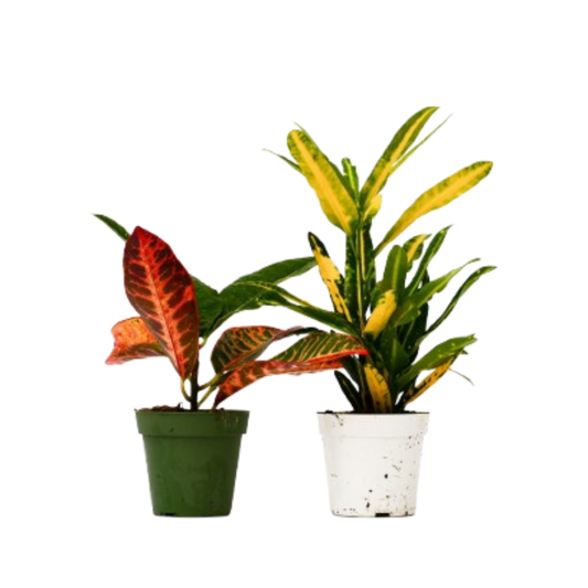 Croton Live Plant Bundle – Set of 2 Houseplants