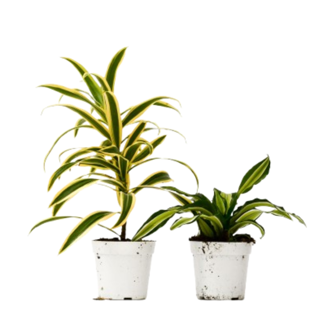 Dracaena Live Plant Bundle – Set of 2 Houseplants