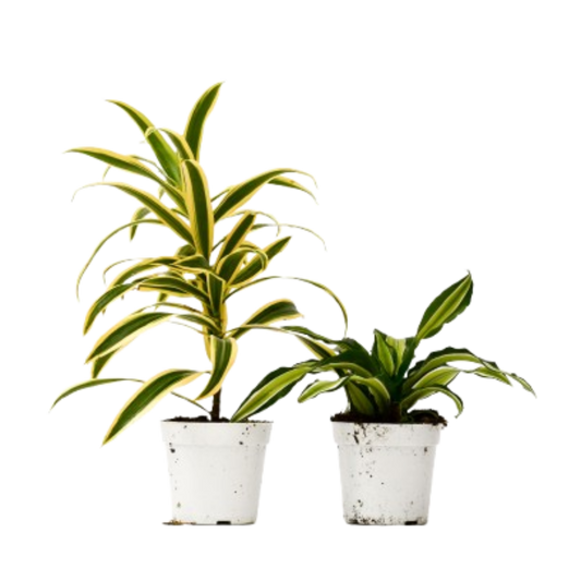Dracaena Live Plant Bundle – Set of 2 Houseplants