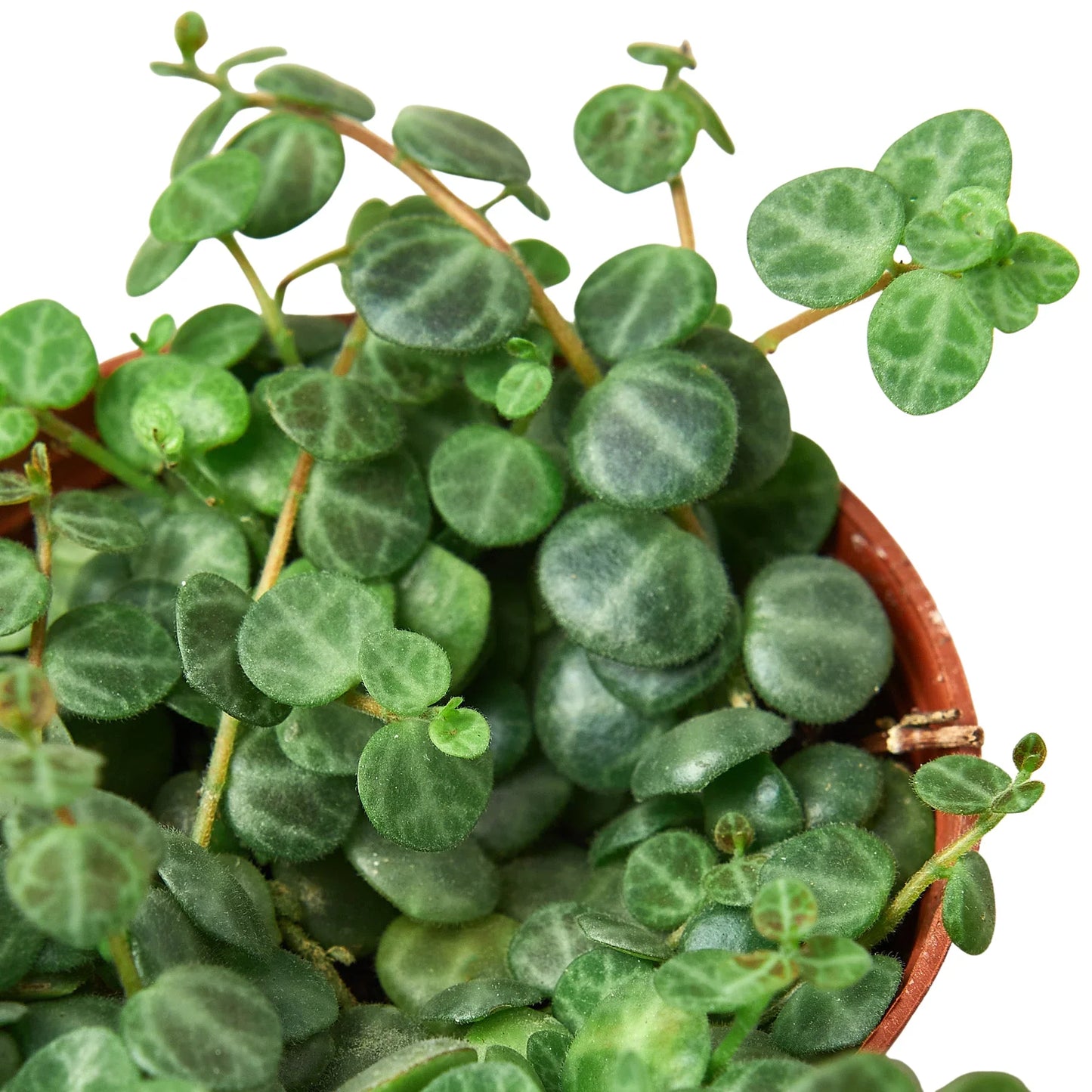 String of Turtles Live Succulent Plant
