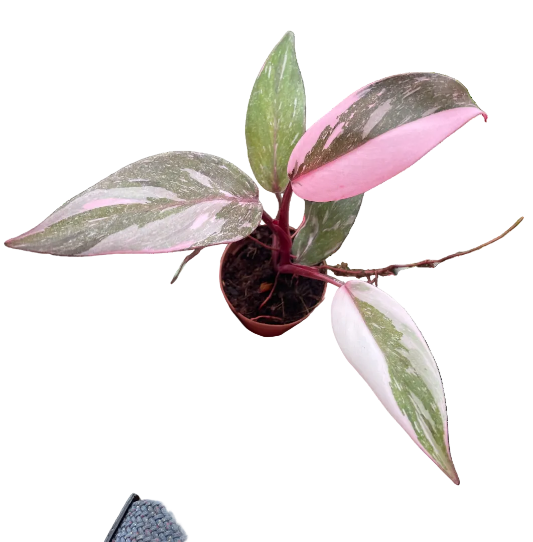 Pink Princess Marble Philodendron Live Plant