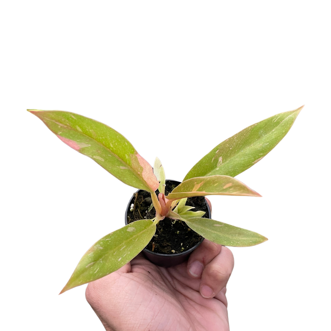 Ring of Fire Philodendron Live Variegated Plant