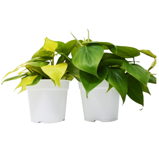 Heartleaf Philodendron Live Plant Bundle – Set of 2 Houseplants