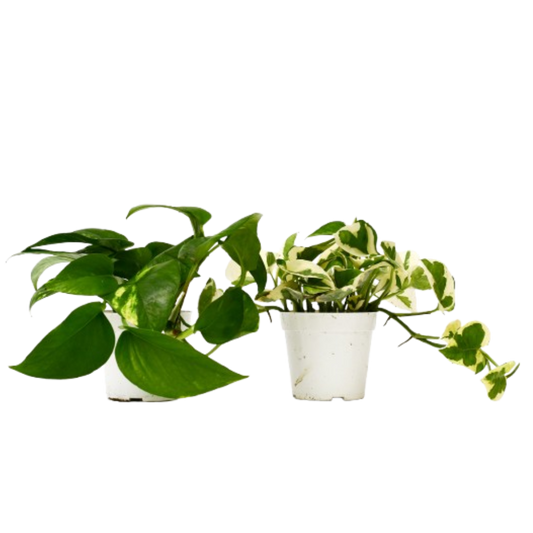 Pothos Live Plant Bundle – Set of 2 Houseplants