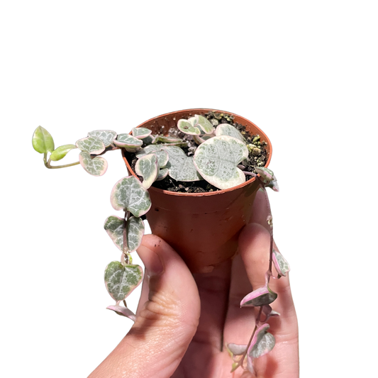 Variegated String of Hearts Live Trailing Plant