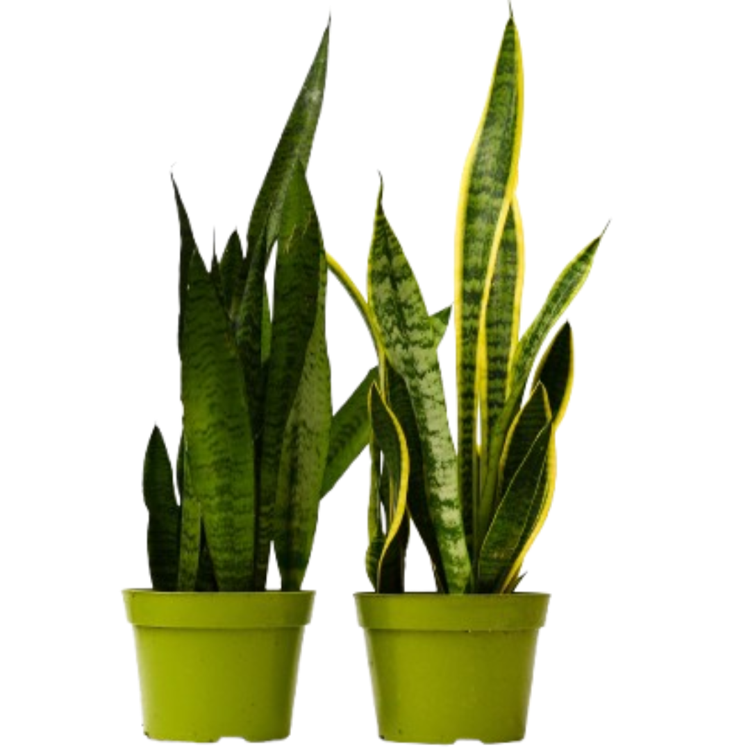 Snake Plant Live Plant Bundle – Set of 2 in 6" Pots