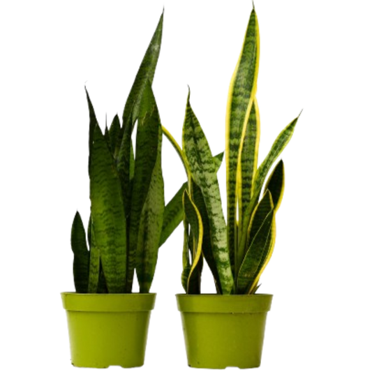 Snake Plant Live Plant Bundle – Set of 2 in 6" Pots