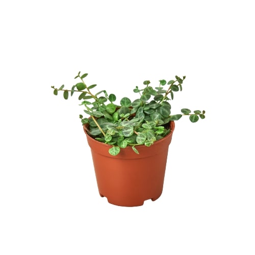 String of Turtles Live Succulent Plant