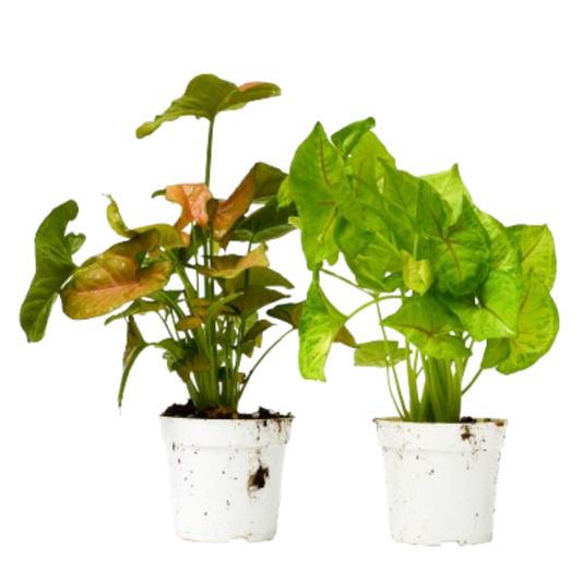 Syngonium Live Plant Bundle – Set of 2 Houseplants