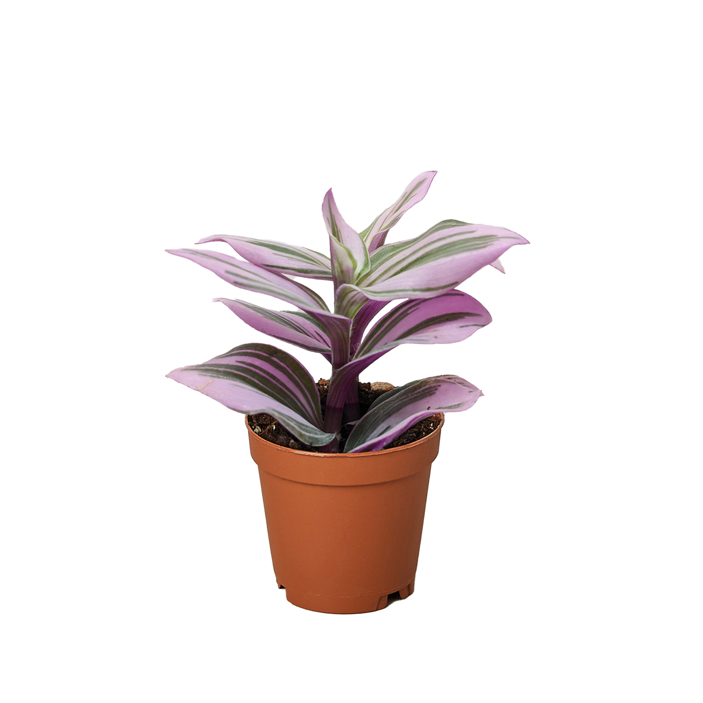Tradescantia Nanouk Live Houseplant