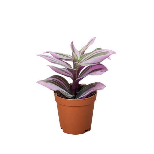 Tradescantia Nanouk Live Houseplant