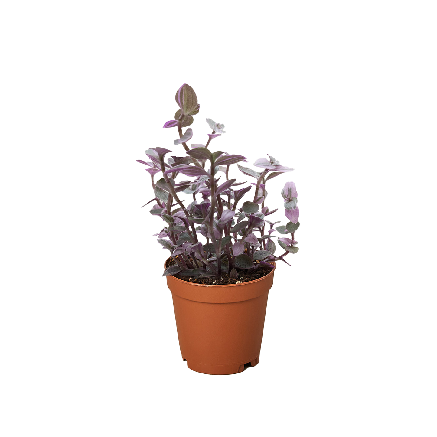 Callisia Pink Panther Live Houseplant