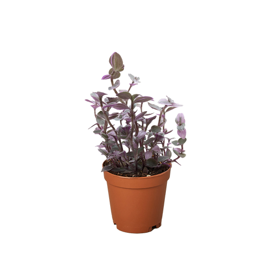 Callisia Pink Panther Live Houseplant