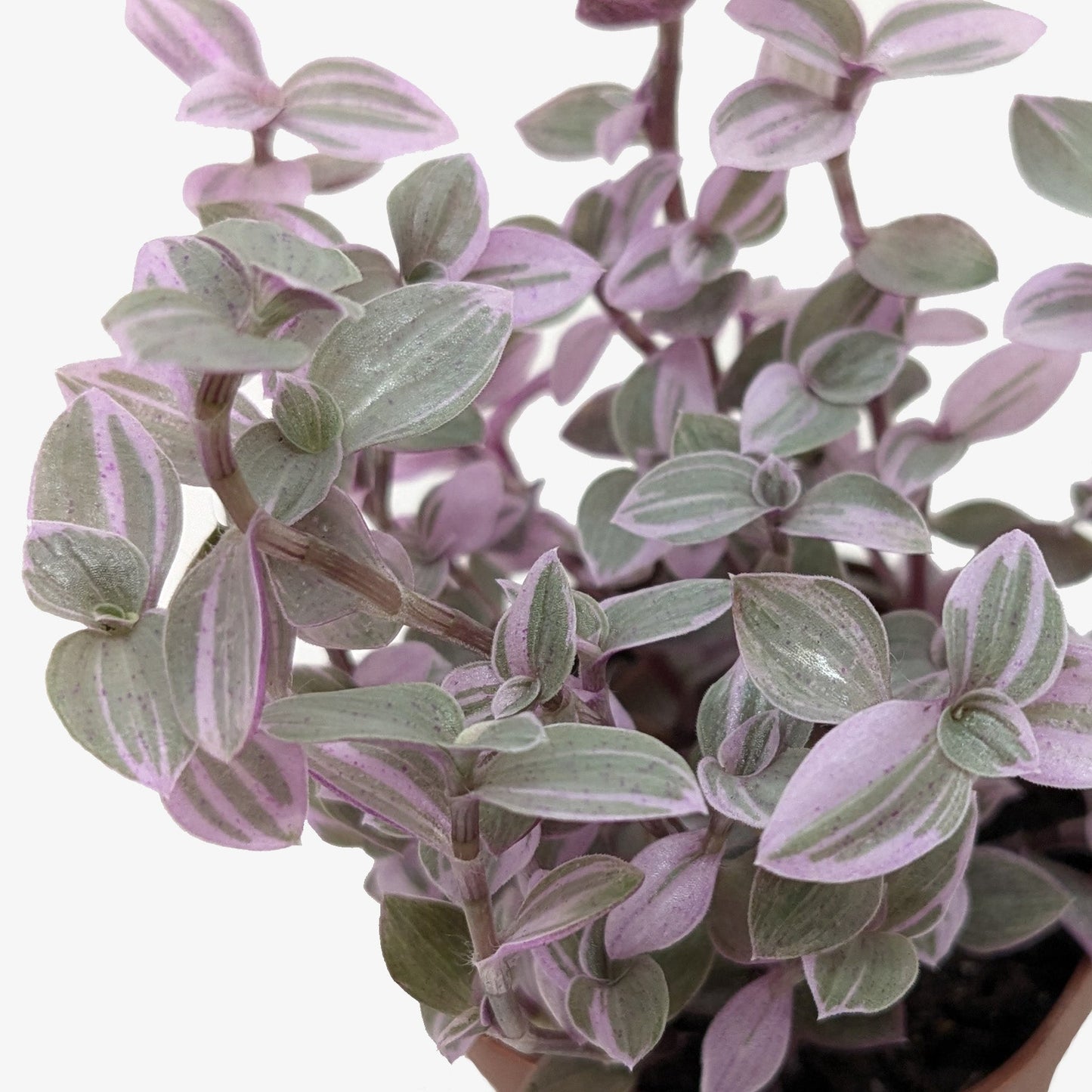 Callisia Pink Panther Live Houseplant