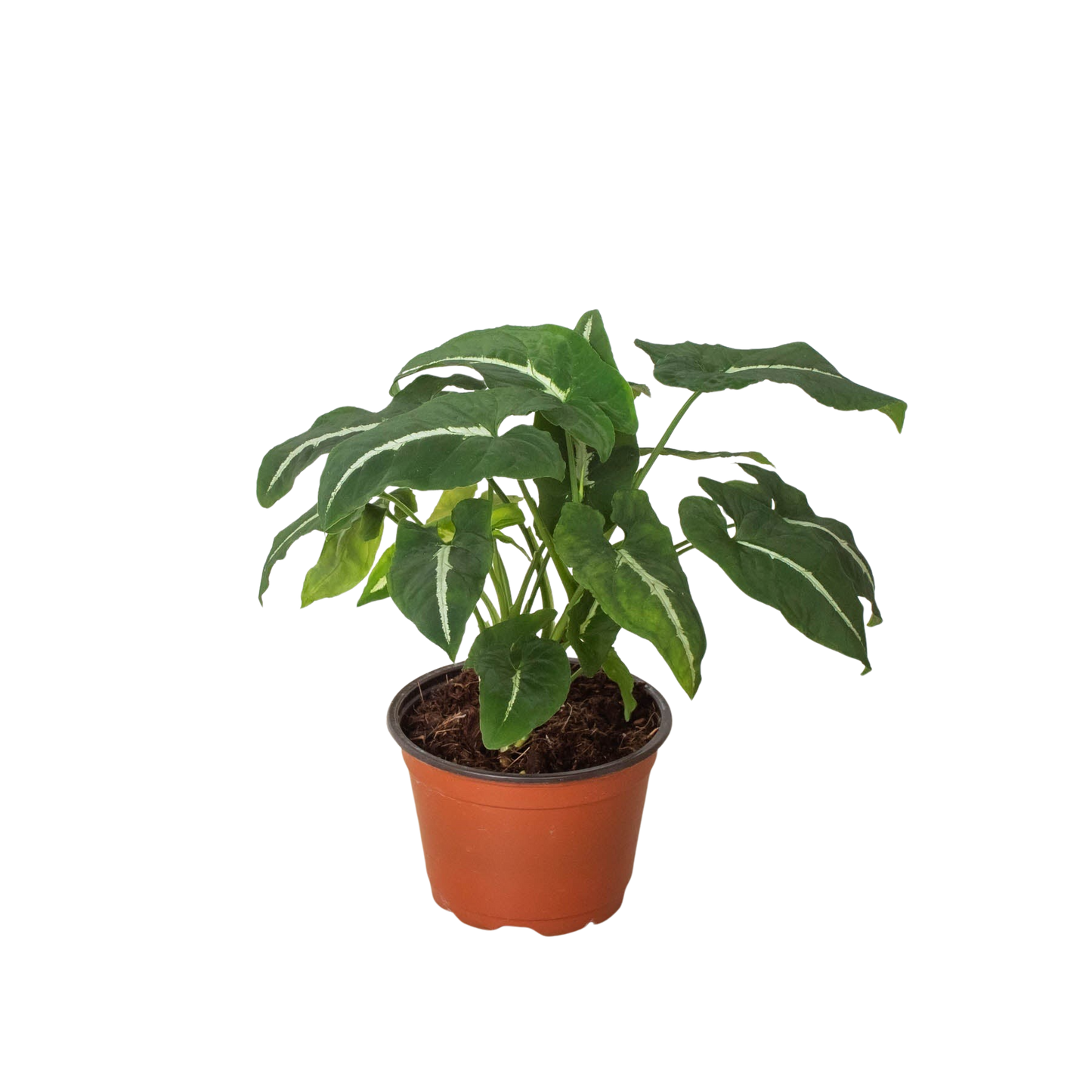 Syngonium Wendlandii Black Velvet