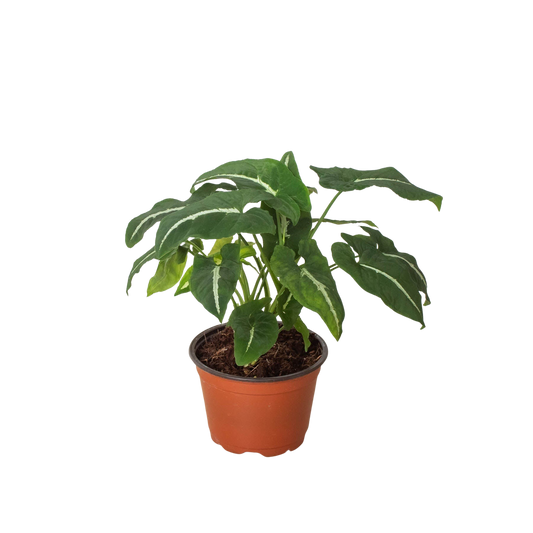 Syngonium Wendlandii Black Velvet