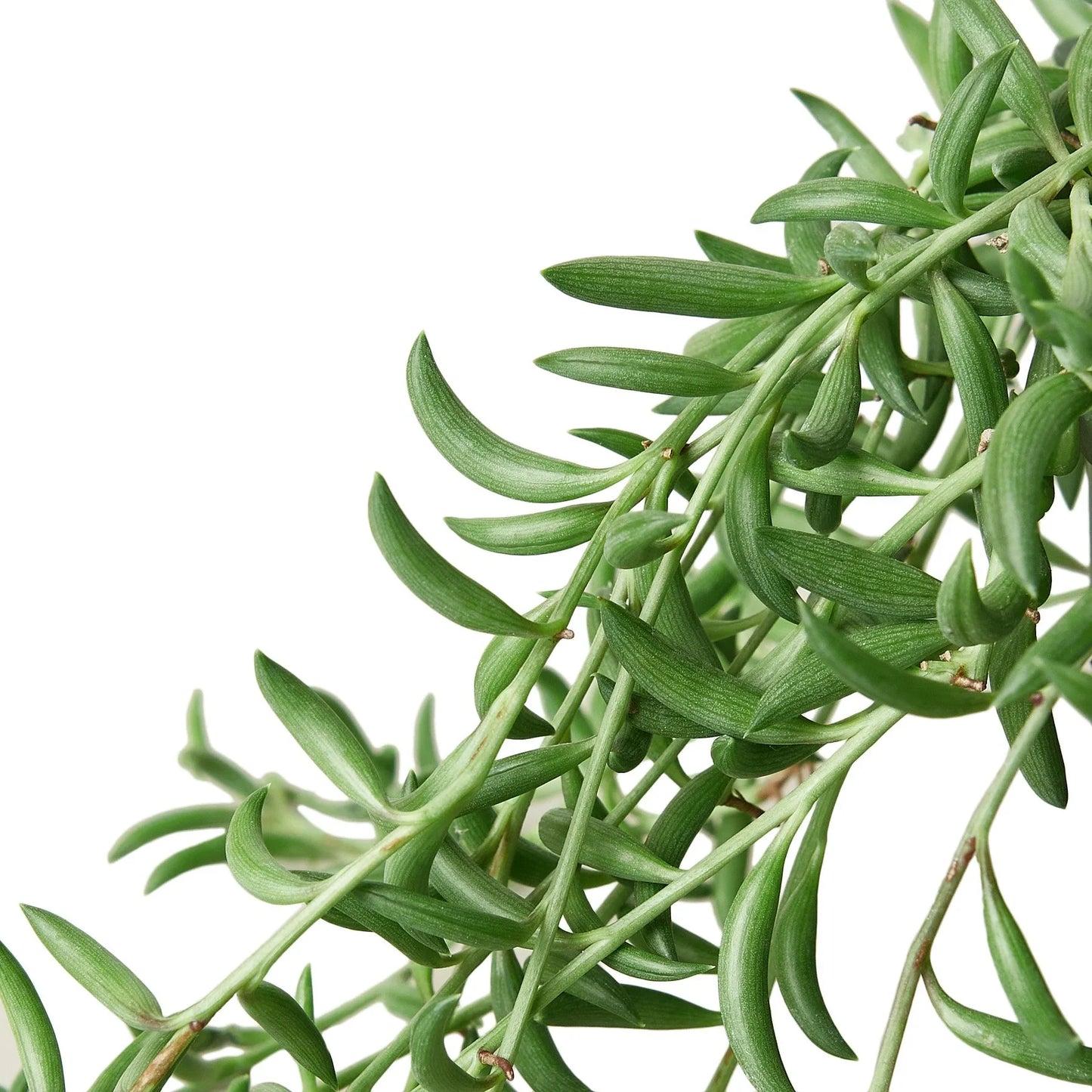 String of Bananas Live Trailing Succulent