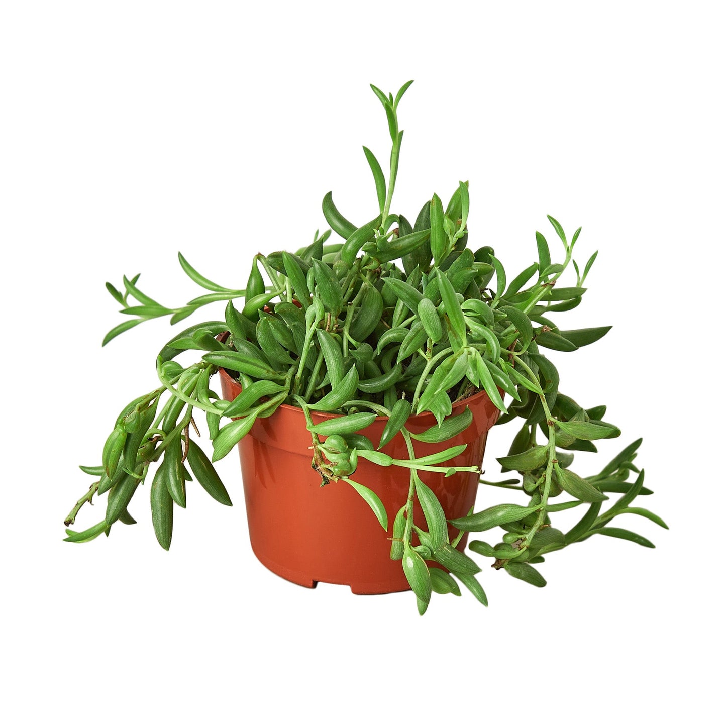 String of Bananas Live Trailing Succulent