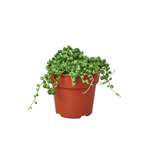 String of Pearls Live Trailing Succulent