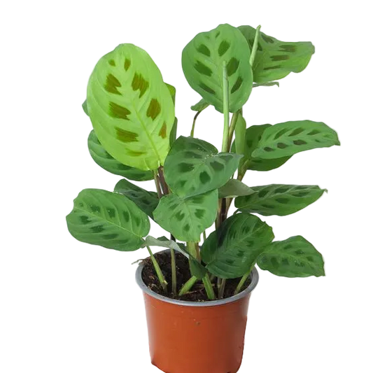 Maranta Leuconeura Prayer Plant – 6 Inch Pot