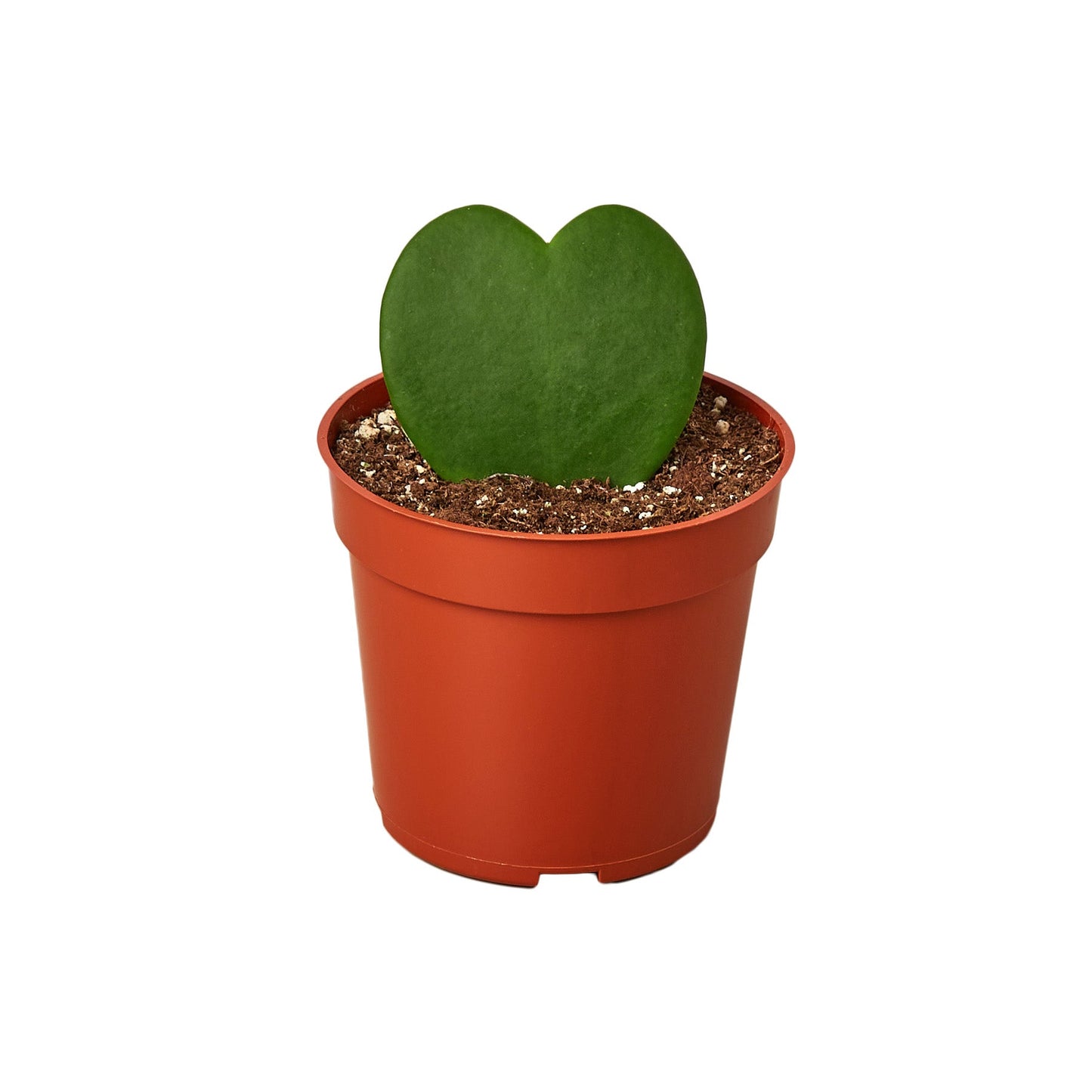 Sweetheart Hoya Live Houseplant