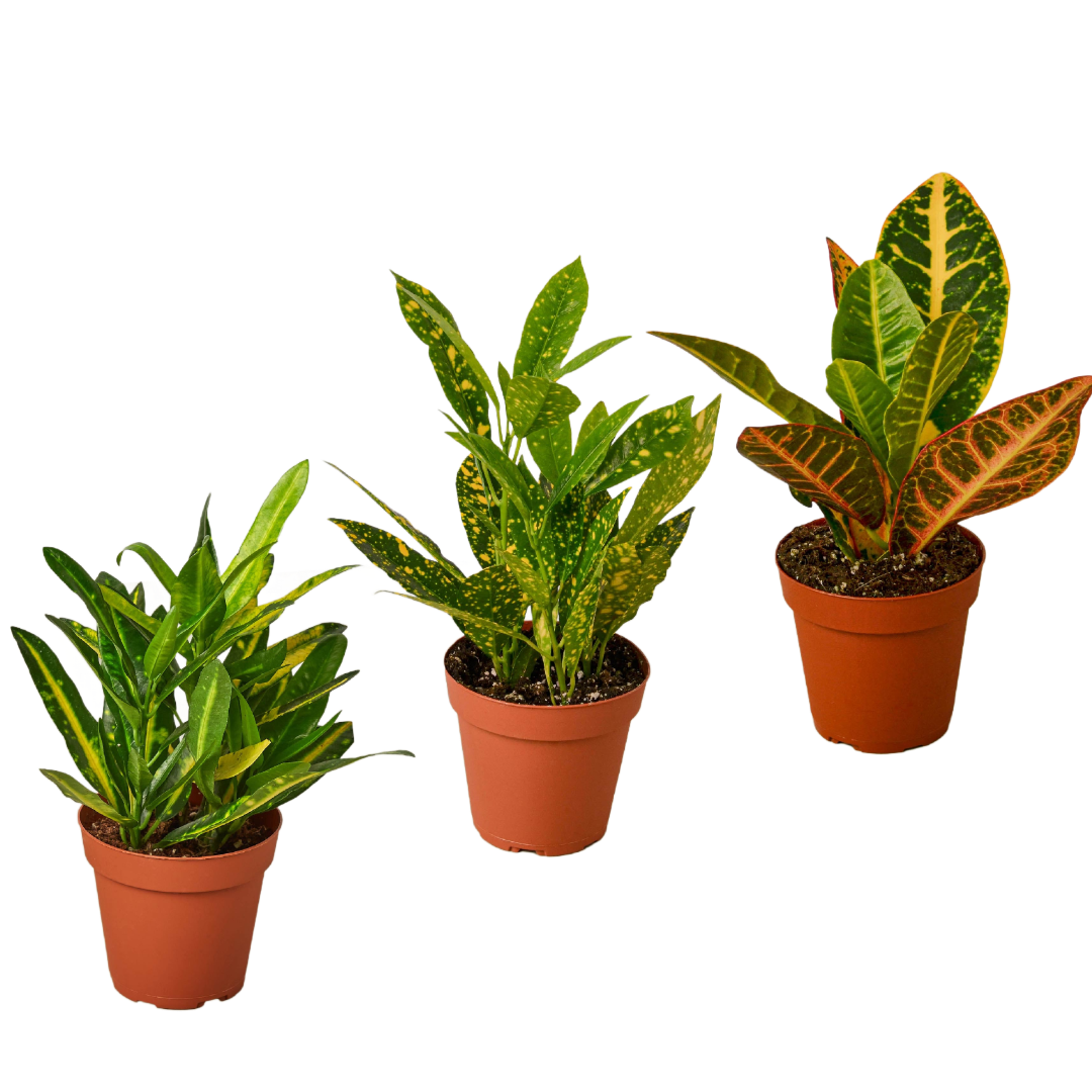Croton Live Plant Bundle – Set of 3 Houseplants