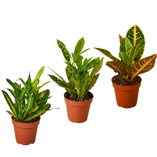 Croton Live Plant Bundle – Set of 3 Houseplants