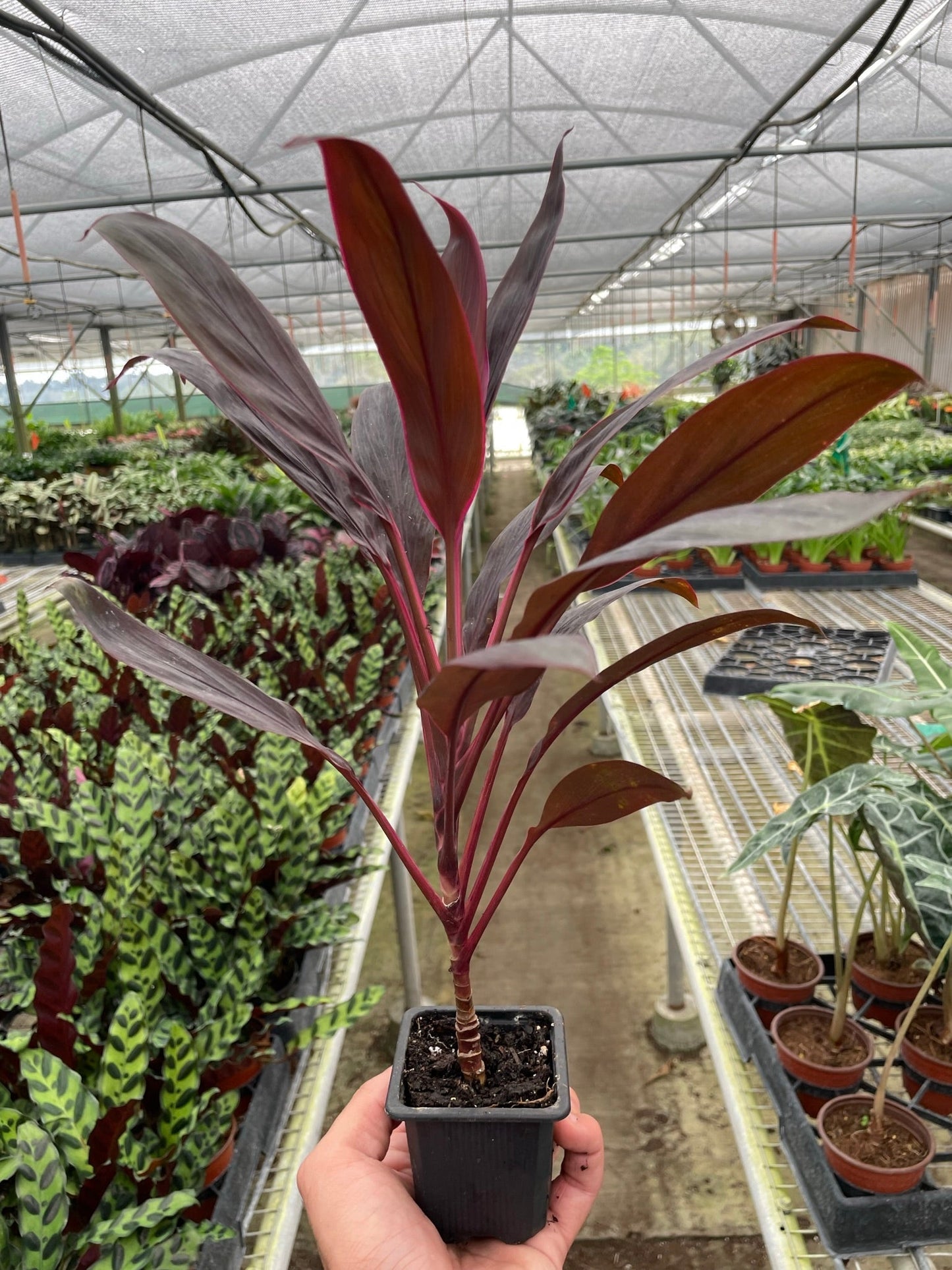 Calypso Queen Cordyline