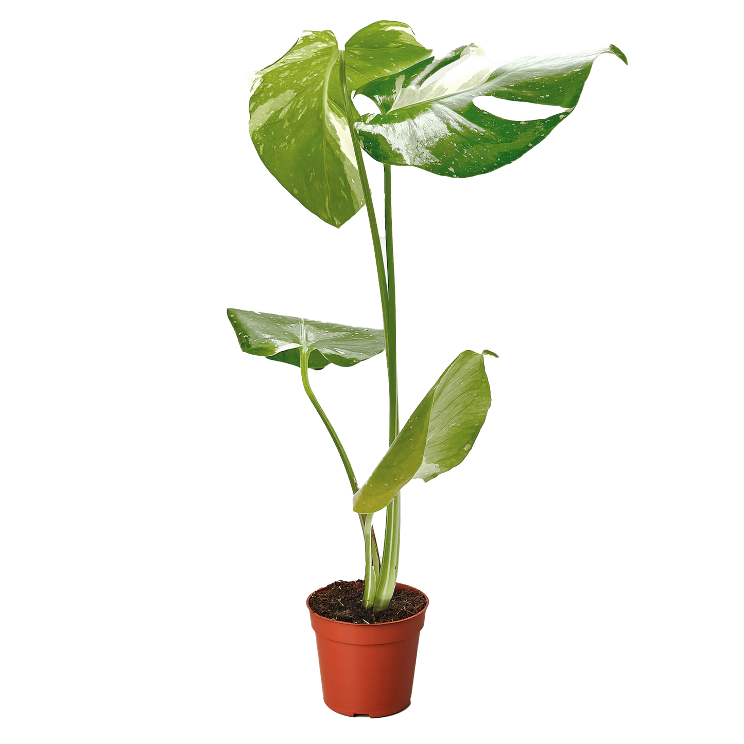 Thai Constellation Monstera Live Variegated Plant