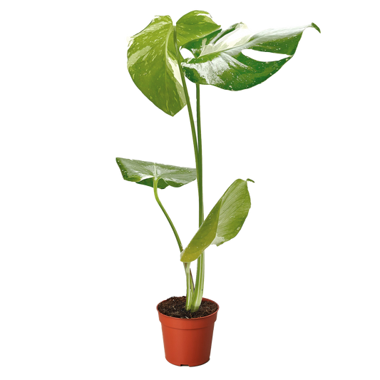 Thai Constellation Monstera Live Variegated Plant