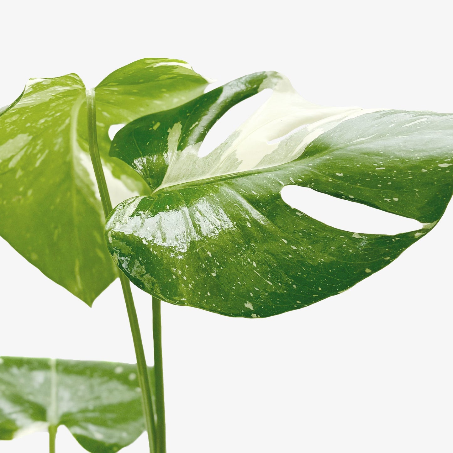 Thai Constellation Monstera Live Variegated Plant