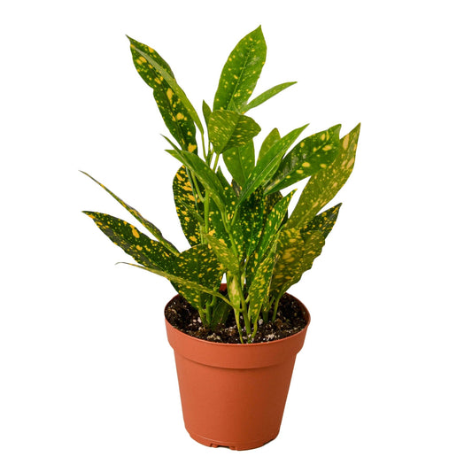 Croton Gold Dust Live Houseplant