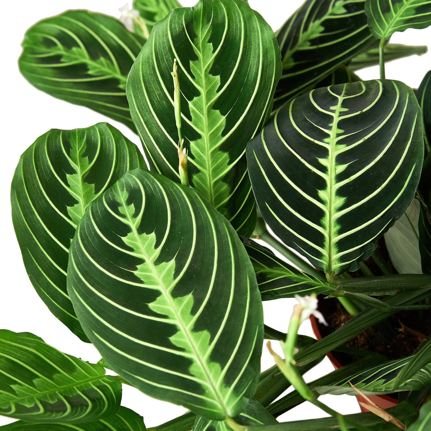 Lemon Lime Maranta Prayer Plant – 4 Inch Pot
