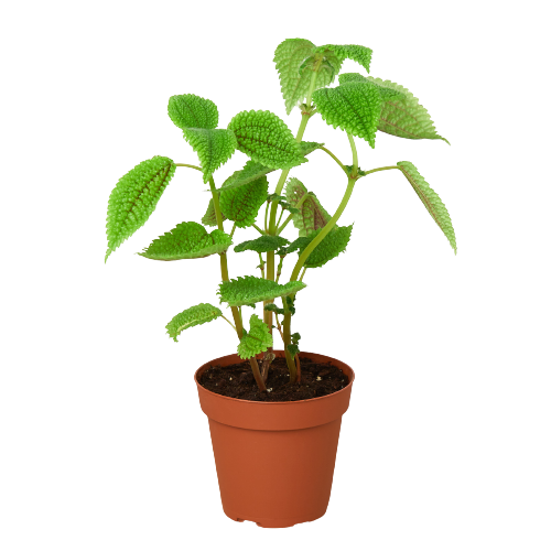 Moon Valley Pilea