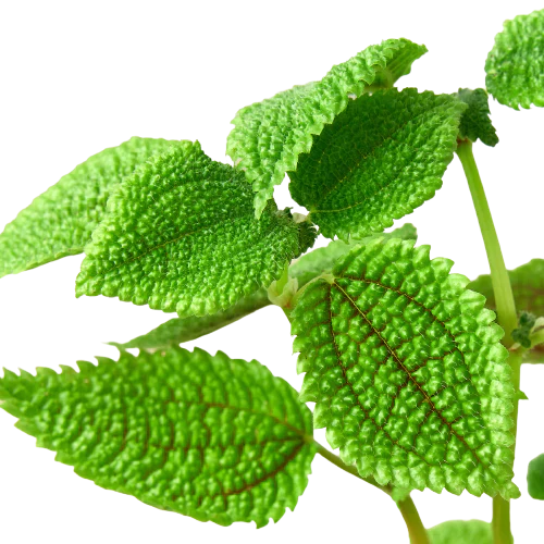 Moon Valley Pilea