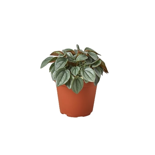 Peperomia Napoli Nights Live Plant – 4 Inch Pot