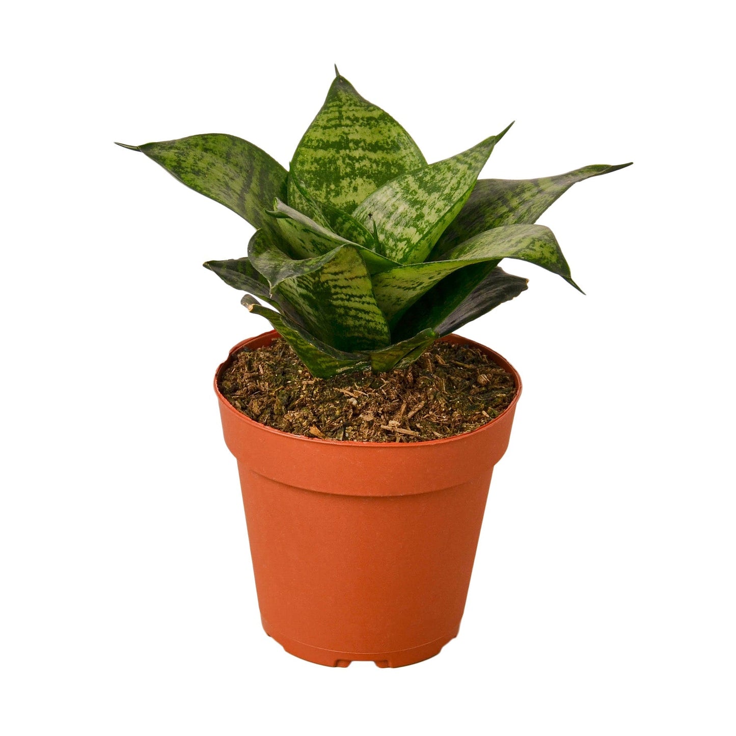 Black Robusta Snake Plant Live Houseplant – 4 Inch Pot