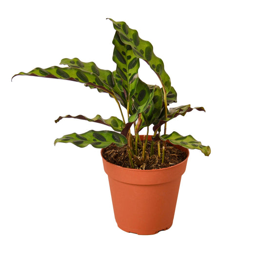 Rattlesnake Calathea Live Prayer Plant – 4 Inch Pot