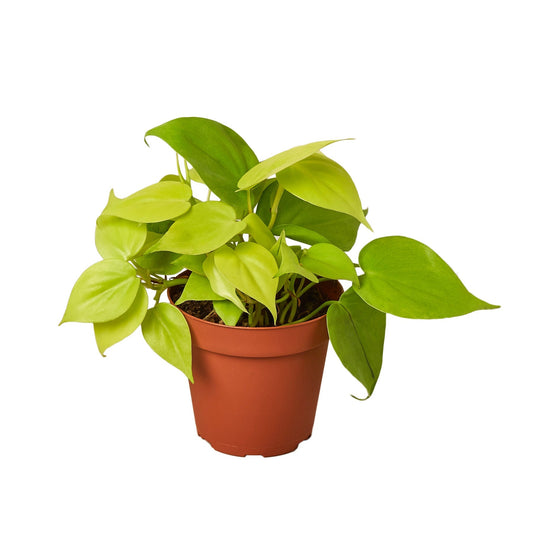 Neon Heartleaf Philodendron Live Plant – 4 Inch Pot