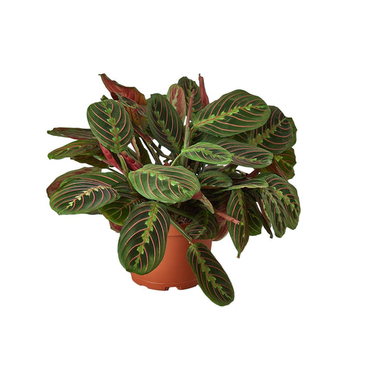 Red Prayer Plant Maranta Live Plant – 6 Inch Pot