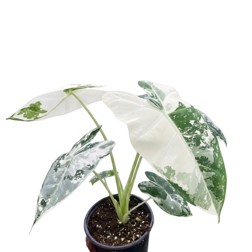 Alocasia Frydek Variegated Live Plant