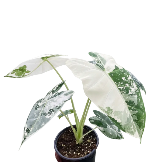 Alocasia Frydek Variegated Live Plant