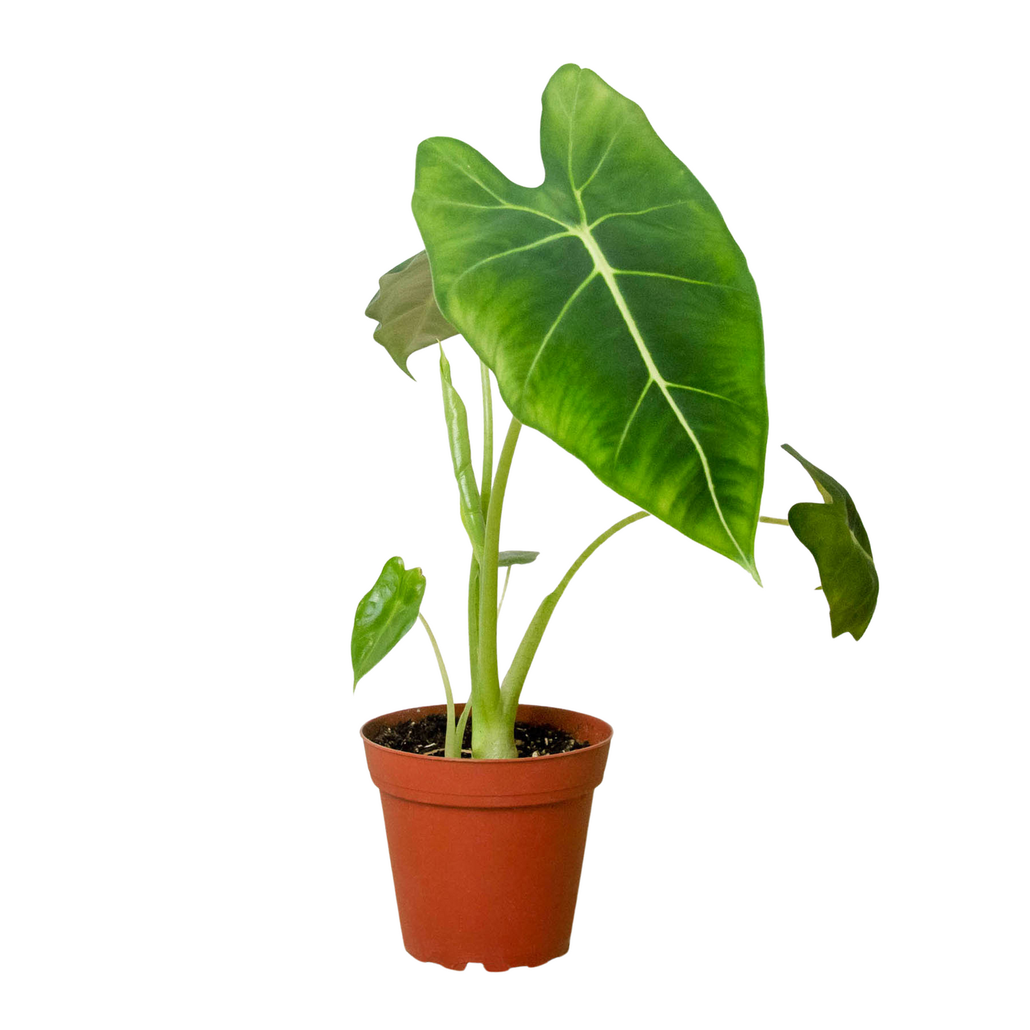 Alocasia Frydek Green Velvet Live Plant