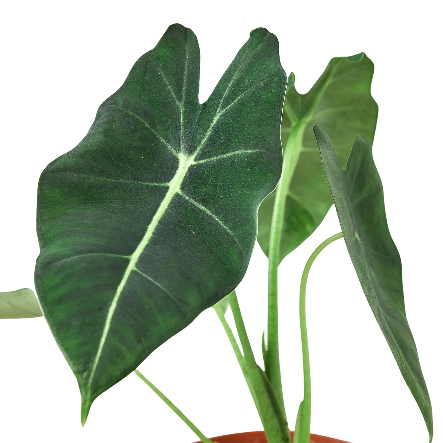 Alocasia Frydek Green Velvet Live Plant