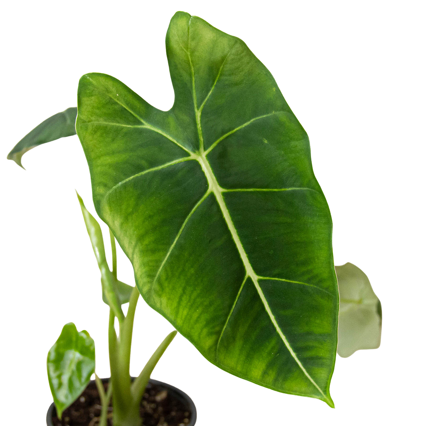 Alocasia Frydek Green Velvet Live Plant